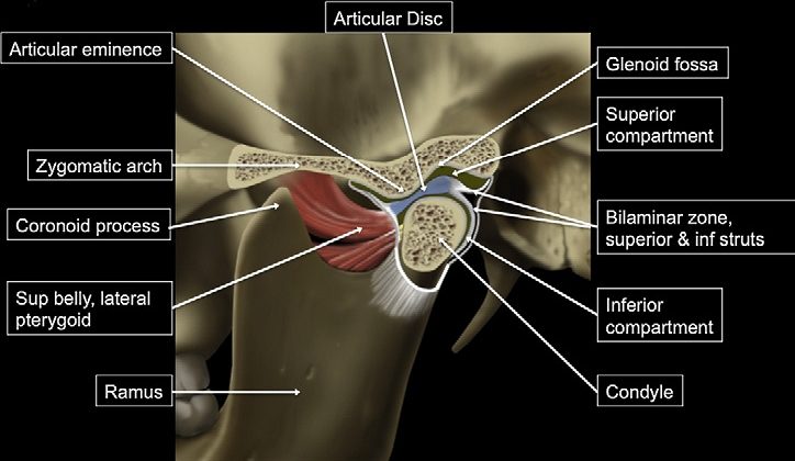 Temporomandibular Joint Disorder (TMD) refers to issues affecting the jaw joint (TMJ) and surrounding muscles, often causing pain, clicking, or difficulty moving the jaw. Symptoms may include jaw discomfort, headaches, and limited range of motion, typically linked to breathing or sleep disorders, GERD, habits, stress, grinding, or injury.